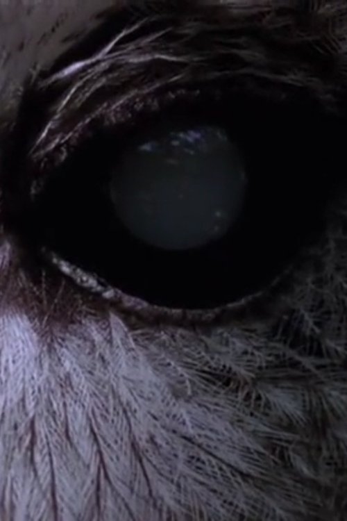 movie trailer