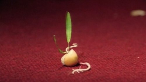 movie trailer